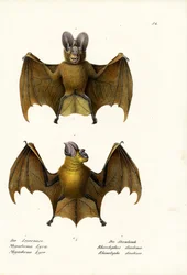 Większy fałszywy nietoperz wampir, 1824